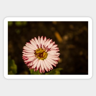 111516 Purple Aster Sticker